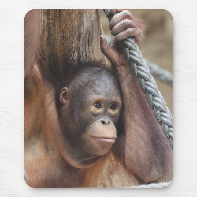 OrangUtan 002 Musmatta (Framsidan)
