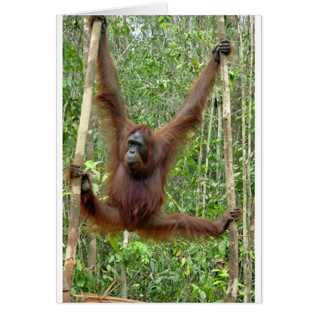 Orangutan a hangin" hälsningskort (Framsidan)