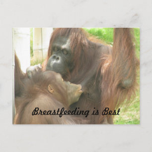 Orangutan Amning Vykort