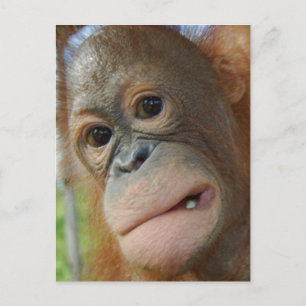 Orangutan Ansikte Vykort