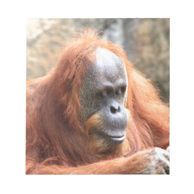 Orangutan Anteckningsblock (Framsida)