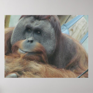 Orangutan, Ape, apa, djur, naturvägg Poster
