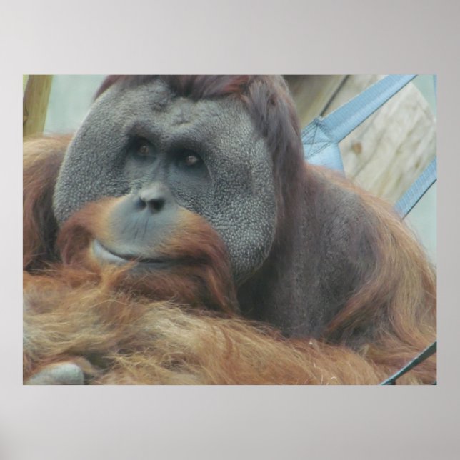 Orangutan, Ape, apa, djur, naturvägg Poster (Framsidan)