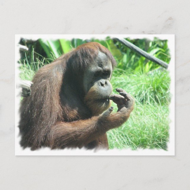 Orangutan Ape-vykort Vykort (Framsida)