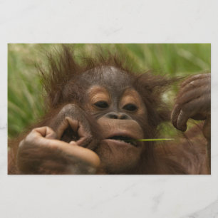 Orangutan Baby Brevpapper