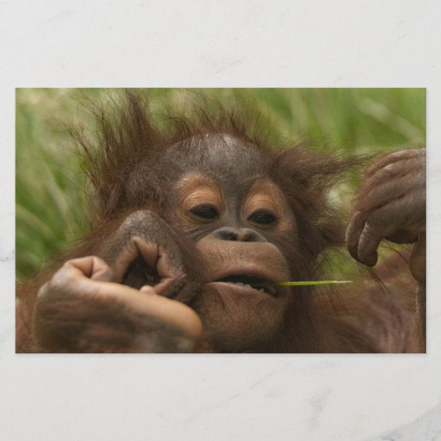 Orangutan Baby Brevpapper (Framsida)