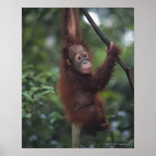 Orangutan Baby Climbing Liana Poster