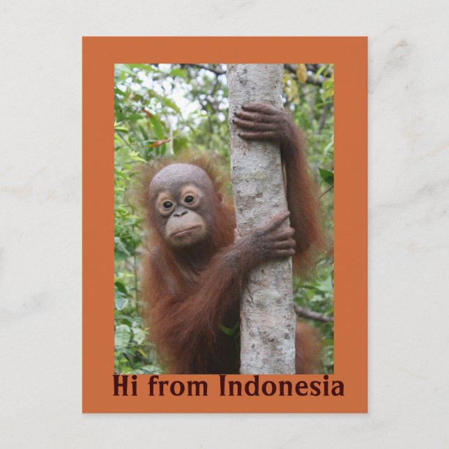 Orangutan Baby Hi från Indonesien Vykort (Framsida)
