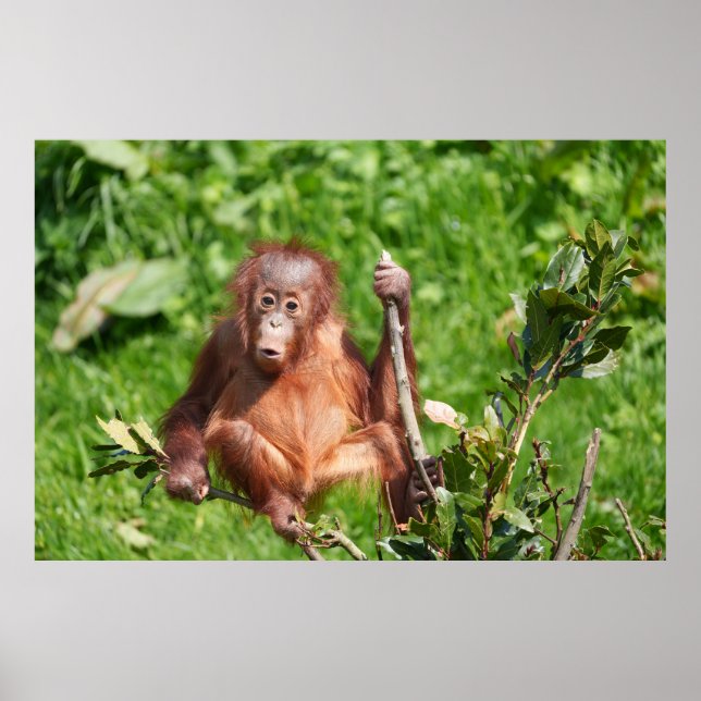 Orangutan Baby Hoots Poster (Framsidan)