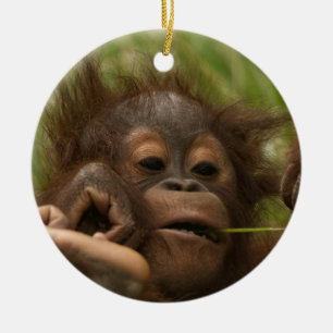 Orangutan Baby Julgransprydnad Keramik