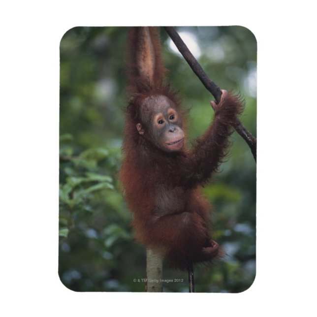Orangutan Baby klättring Liana Magnet (Vertikal)