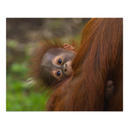 Orangutan Baby med en peek Fototryck