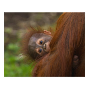 Orangutan Baby med en peek Fototryck