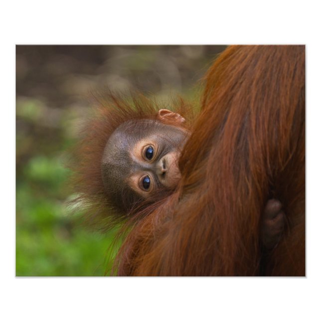 Orangutan Baby med en peek Fototryck (Framsidan)