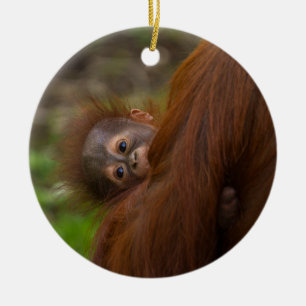 Orangutan Baby med en peek Julgransprydnad Keramik