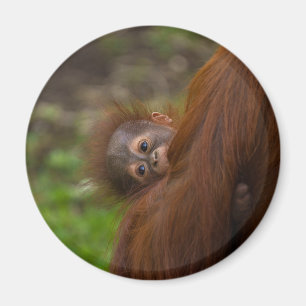 Orangutan Baby med en peek Magnet