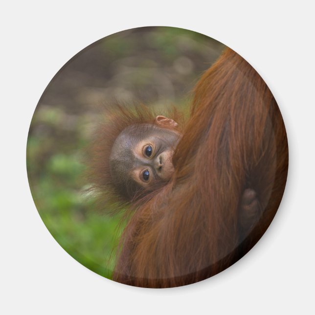 Orangutan Baby med en peek Magnet (Framsidan)
