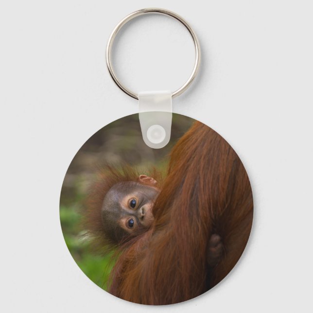Orangutan Baby med en peek Nyckelring (Framsida)