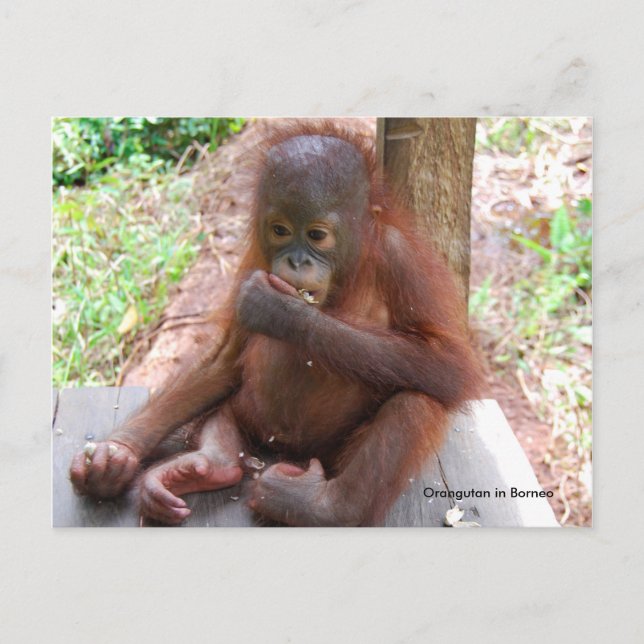 Orangutan Baby Orphan Eats Peanuts Vykort (Framsida)