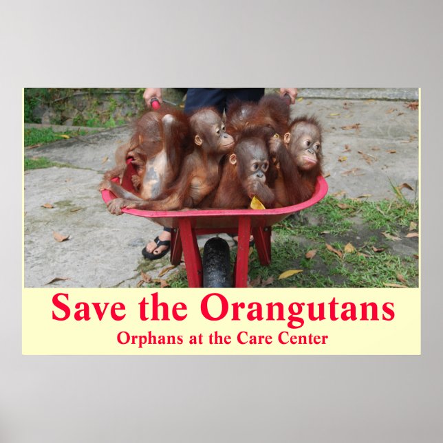Orangutan Baby Orphans Go to School Poster (Framsidan)