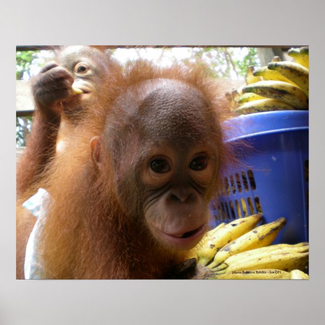Orangutan Baby Poster (Framsidan)