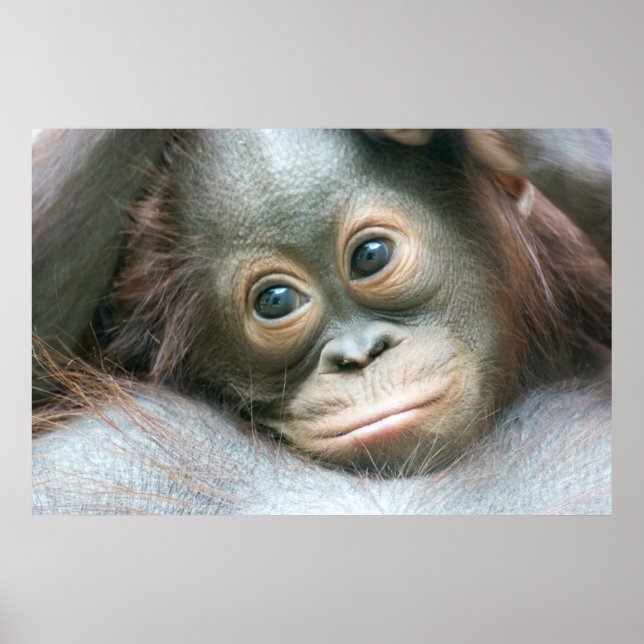 Orangutan Baby som klingar på sin Mor Poster (Framsidan)