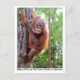 Orangutan Baby Uttuh i Rainforest Vykort