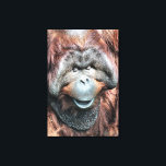 ORANGUTAN CANVASTRYCK<br><div class="desc">En fotografisk design av en vacker man av Orangutan som doserar i det varma sol.</div>