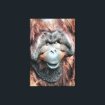 ORANGUTAN CANVASTRYCK<br><div class="desc">En fotografisk design av en vacker man av Orangutan som doserar i det varma sol.</div>
