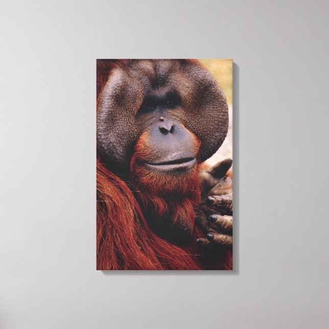 Orangutan Canvastryck (Framsida)