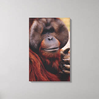 Orangutan Canvastryck