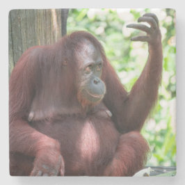 Orangutan Contemplation Stenunderlägg