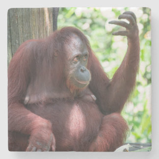 Orangutan Contemplation Stenunderlägg