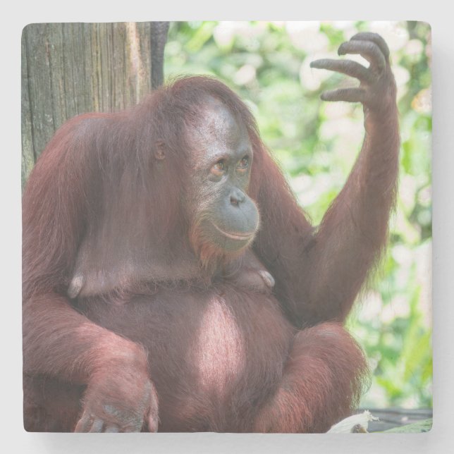 Orangutan Contemplation Stenunderlägg (Framsidan)