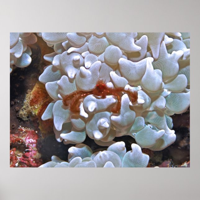 Orangutan Crab Poster (Framsidan)