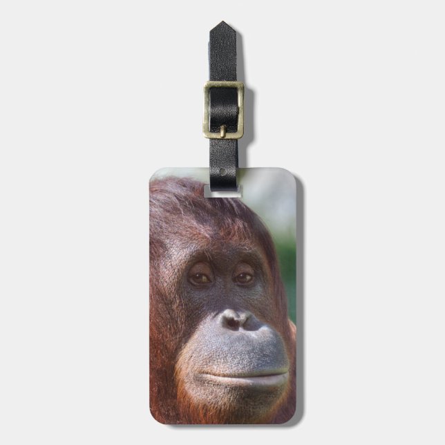 Orangutan Dam Bagagebricka (Vertikal Framsida)