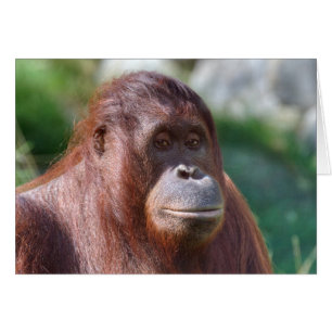 Orangutan Dam Hälsningskort
