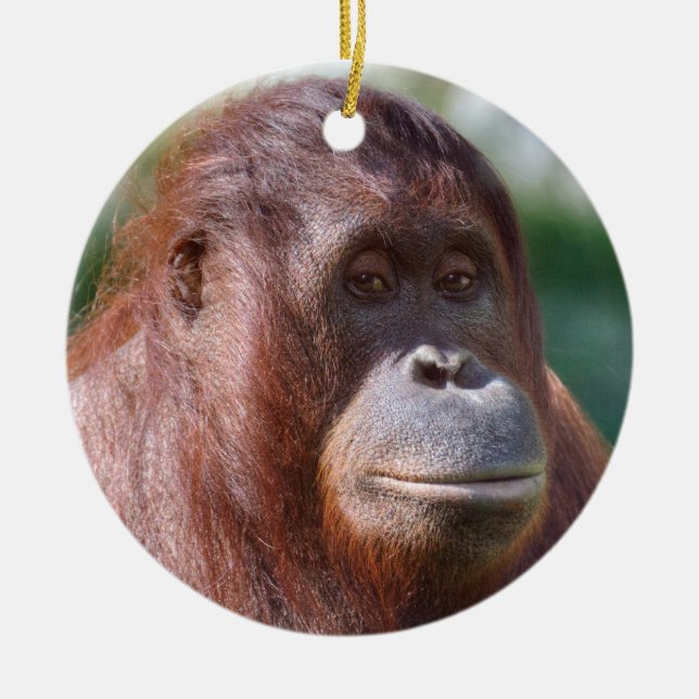 Orangutan Dam Julgransprydnad Keramik (Framsidan)