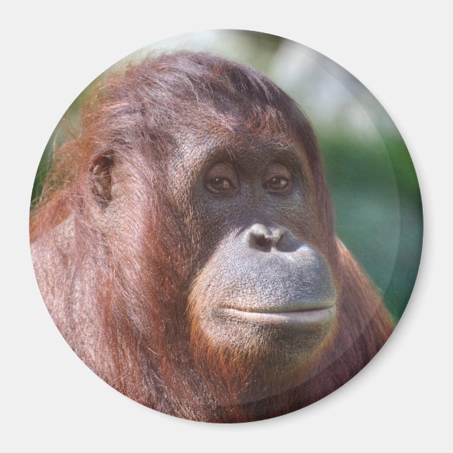 Orangutan Dam Magnet (Framsidan)