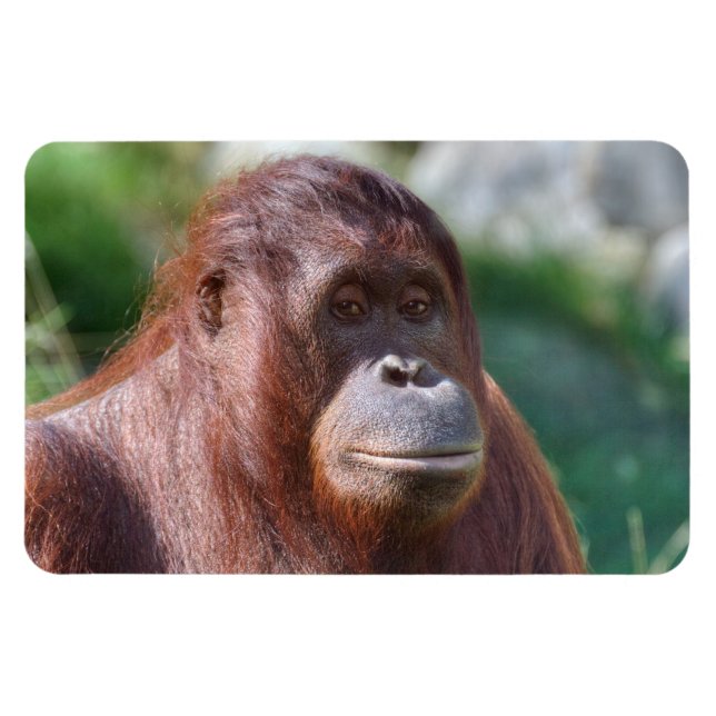 Orangutan Dam Magnet (Horisontell)