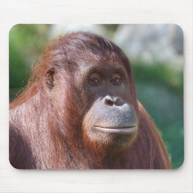 Orangutan Dam Musmatta (Framsidan)
