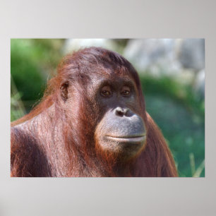 Orangutan Dam Poster