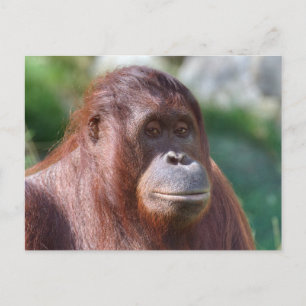 Orangutan Dam Vykort
