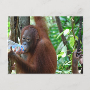 Orangutan Drinks Vatten i Forest Vykort