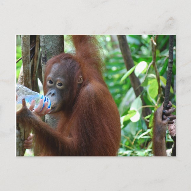 Orangutan Drinks Vatten i Forest Vykort (Framsida)