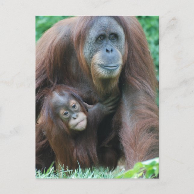 Orangutan Family Postcard Vykort (Framsida)