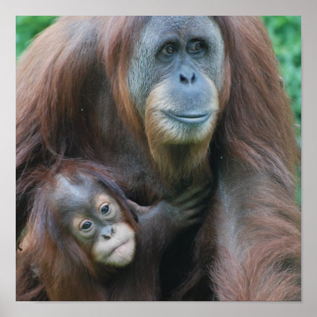 Orangutan Family Poster (Framsidan)