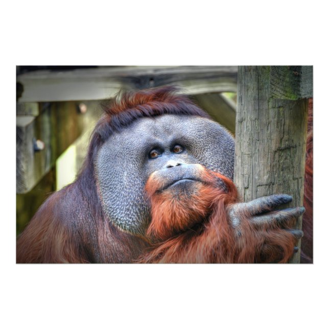 Orangutan Fototryck (Framsidan)