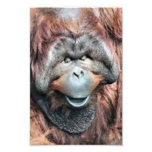 ORANGUTAN FOTOTRYCK