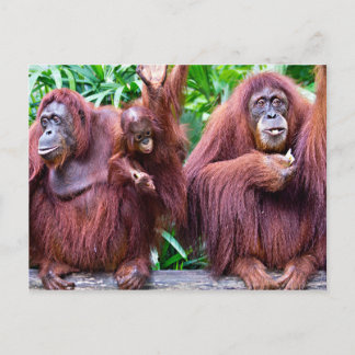 Orangutan from Singapore zoo Vykort